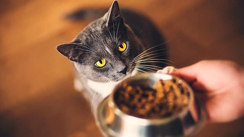 Enteropatia cronica nel gatto: utilizzo di una dieta idrolizzata