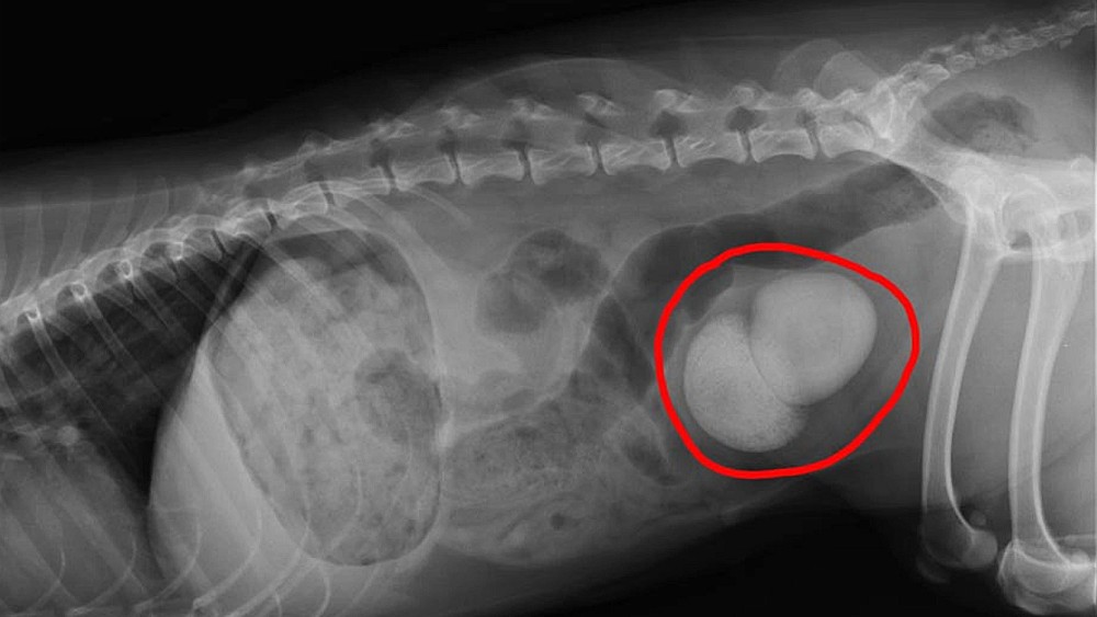 Cómo reducir con la nutrición el riesgo de recaídas en la urolitiasis por oxalato cálcico en perros