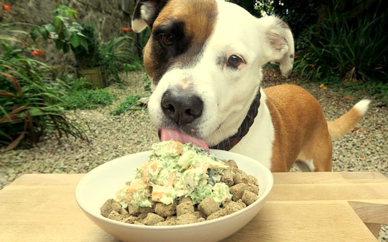 Dieta casera para un perro adulto sano: lo que nunca debes olvidar