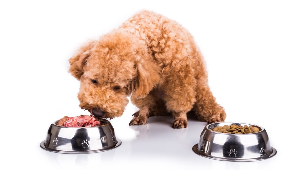 Doctor, ¿es mejor la comida casera o la comercial para mi mascota?