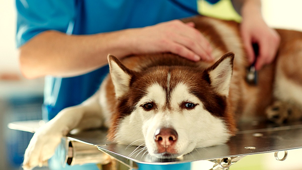 En MyVetDiet tienes una ayuda extra para equilibrar las dietas para pacientes patológicos