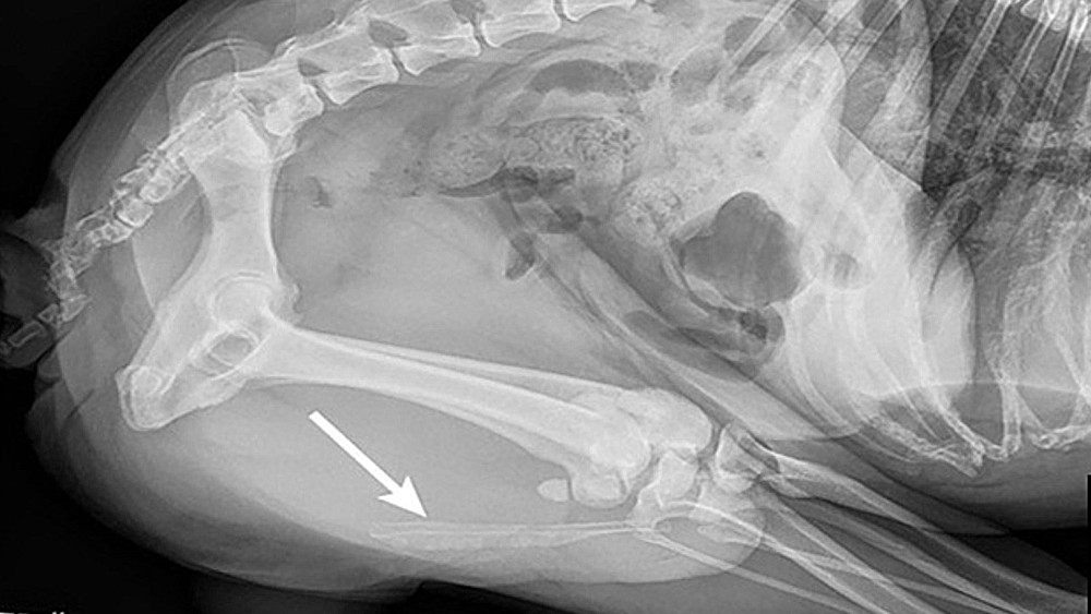 Estrategias nutricionales en el tratamiento de la urolitiasis por cistina