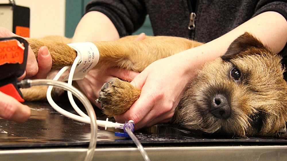 Nutrición en perros y gatos afectados por patologías cardíacas