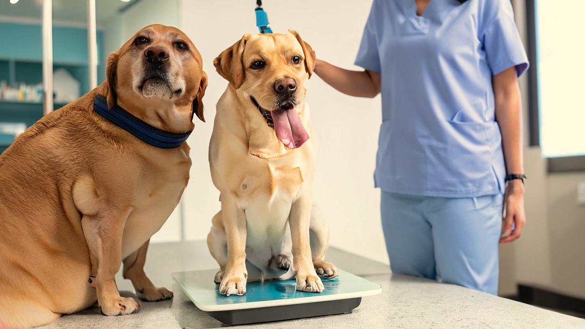 Relación entre la condición corporal y la esperanza de vida en los perros: un buen argumento para hacer razonar a los propietarios