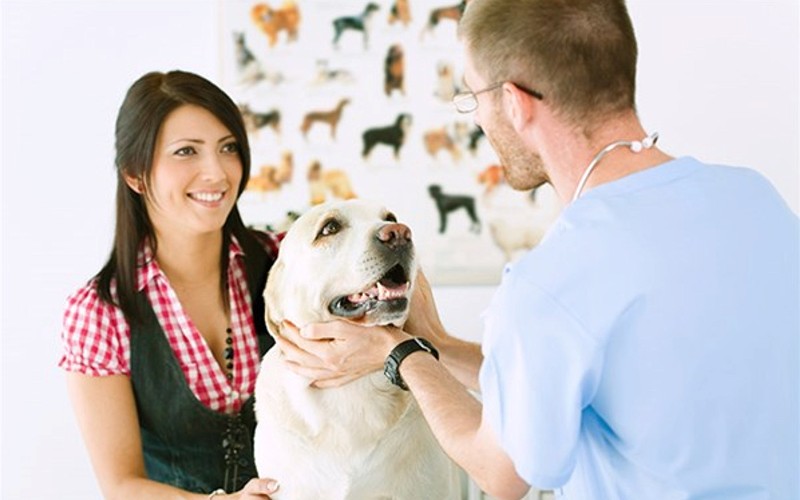 Disipemos algunos mitos sobre la alimentación de perros y gatos