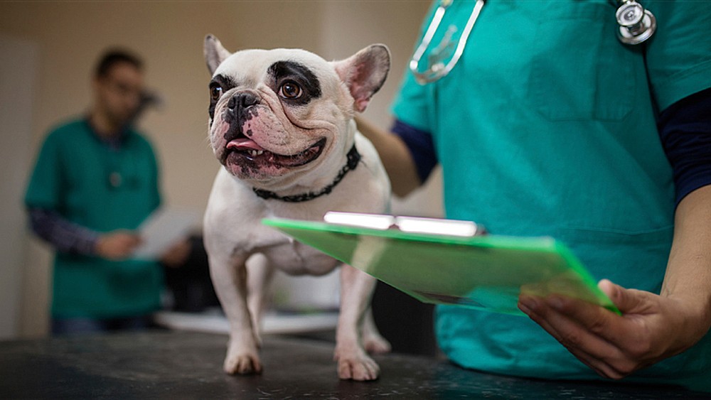 El screening nutricional de perros y gatos debe formar parte de la práctica clínica diaria