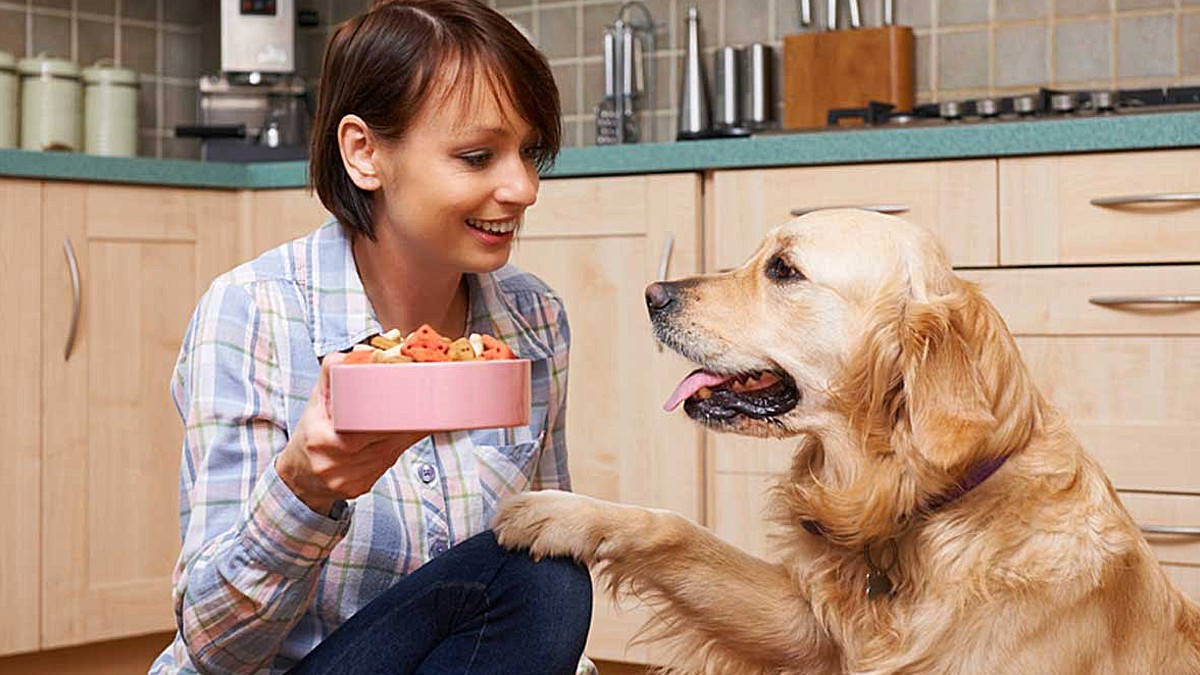 La nutrición del perro anciano