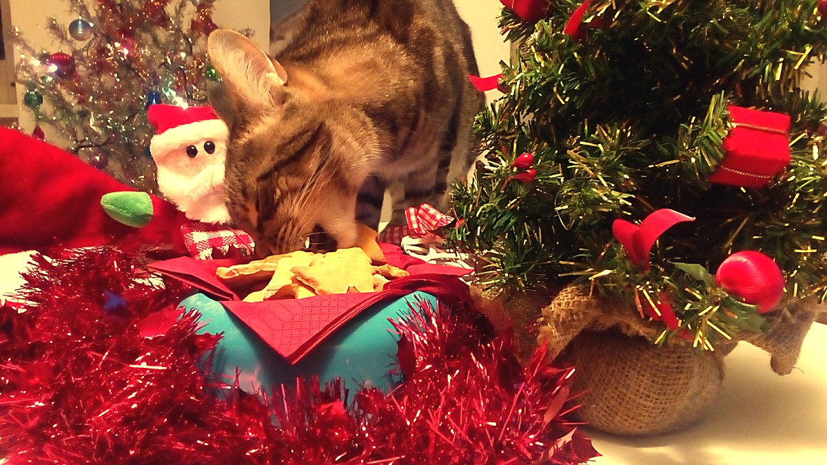 El regalo de Navidad para nuestros perros y gatos: galletas caseras para ellos