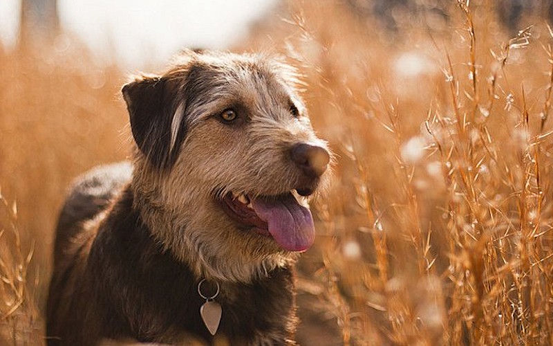 Correlación entre dieta, deficiencia de taurina y miocardiopatía dilatada: ¿solo en gatos? y en el perro?