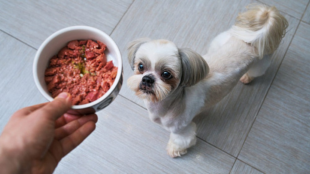 Las fuentes de proteínas para la alimentación de perros y gatos